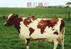 Ů
