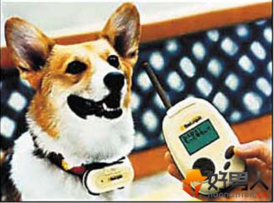 狗语翻译机多少钱