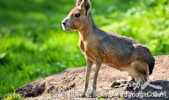 4. (Patagonian Mara) 