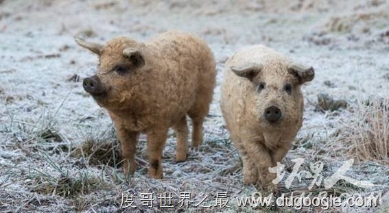 1. (Mangalitsa Pig) 