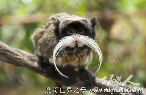 3. (Emperor tamarin) 