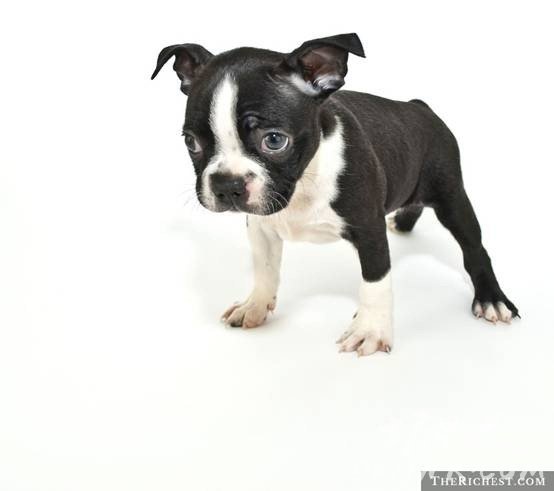 Teacup Boston Terriersʿٲ豭