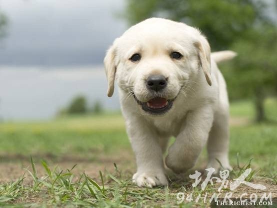  11. Teacup Labrador Retriever豭Ȯ