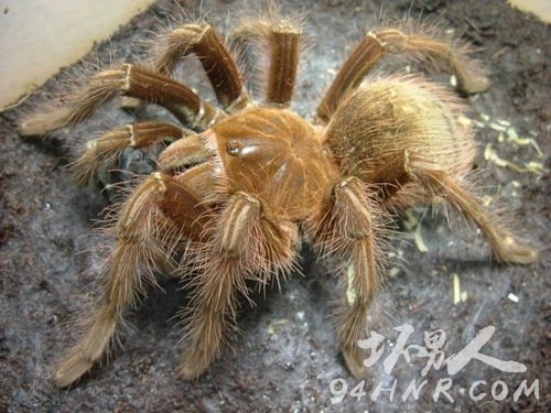 ίۺʳ루Theraphosa apophysis