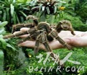 Ǿʳ룬ѷʳ루Theraphosa blondi