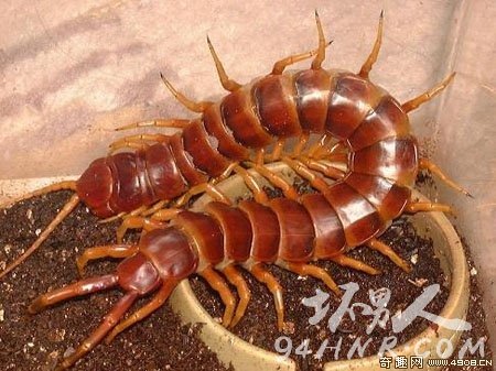 3.ѷ򼣨Scolopendra gigantea robusta