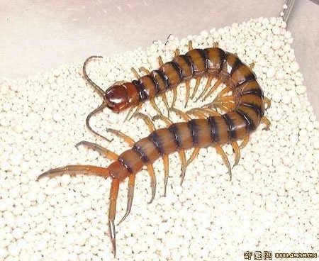 4.򼣨Scolopendra sp.cf.crudelis