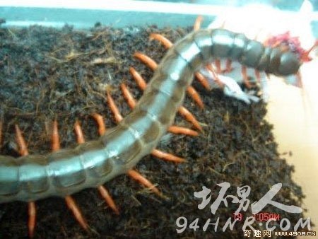 5.ԽϾ򼣨Scolopendra subspinipes 