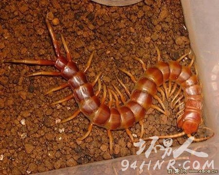 2.³򼣨Scolopendra gigantea