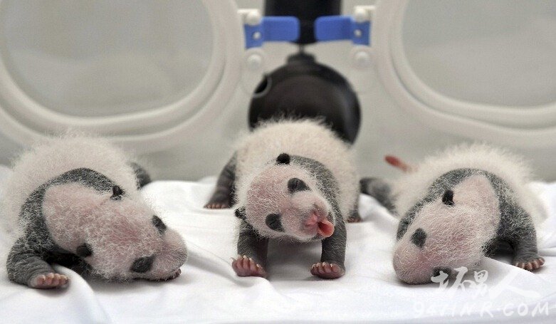 小猫熊伸懒腰