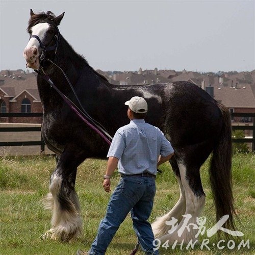 remington-tallest-horse-classics-guinness-world-records_tcm25-388266_500x500