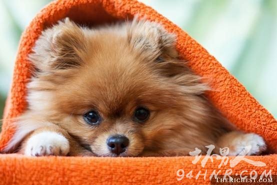 3. Teacup Pomeranian豭