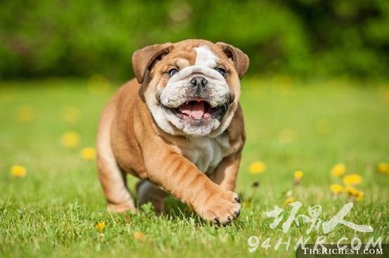 10. Teacup English Bulldog豭ӢţȮ 