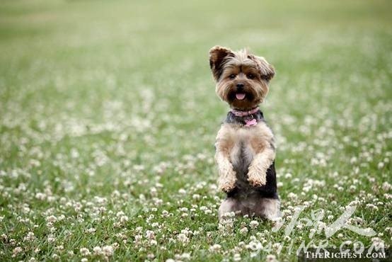  4. Teacup Yorkshire Terrier豭ԼĹ
