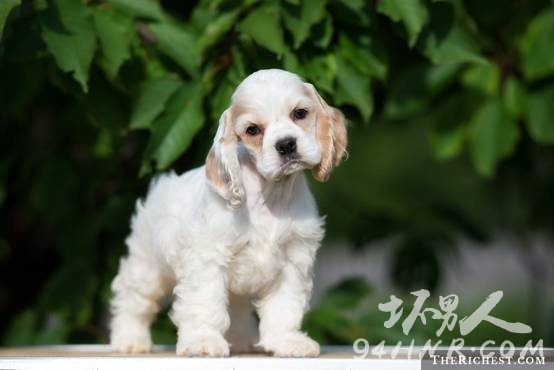 8. Teacup Cocker Spaniel豭ɿȮ 