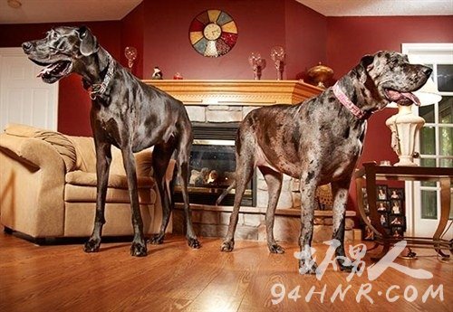 zeus_morgan_-_tallest_dogs_-_male_female_500x345