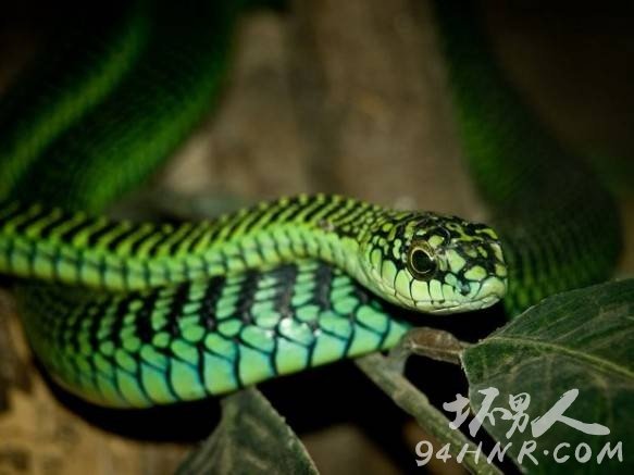  Boomslang